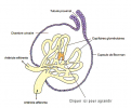 Schéma glomérule