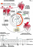 Schéma cycle cardiac