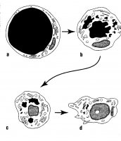 évolu° adipocytes