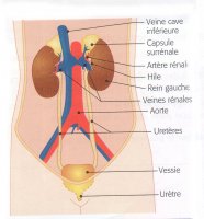 Schéma appareil urinaire