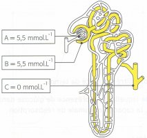 Dosage glucose bonne santé