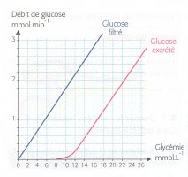 évolu° débit glucose en fonc° glycémie