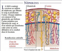 Schéma néphron2