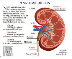 Coupe rein