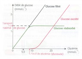 effet glycémie sur réabsorp° glucose