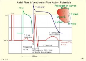 ECG normal