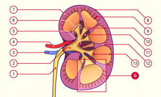 anatomie rein
