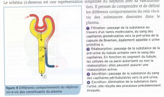 Comportement néphron avec plasma
